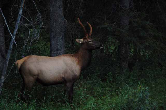 elk outside Banff